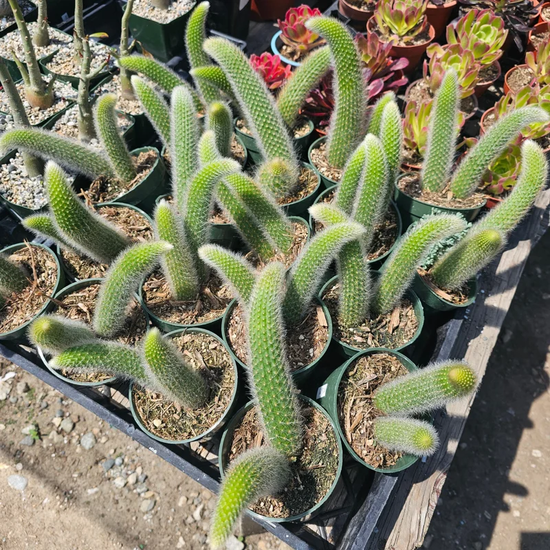 Monkey Tail Cactus Live Plant – 2in or 4in Pot – Unique Succulent - Image 10