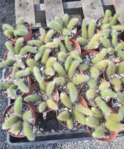 Monkey Tail Cactus Live Plant – 2in or 4in Pot – Unique Succulent - Image 2