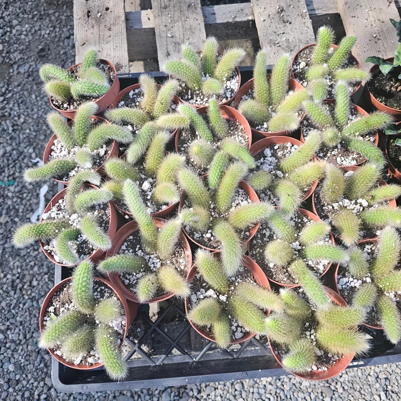 Monkey Tail Cactus Live Plant – 2in or 4in Pot – Unique Succulent - Image 2