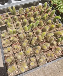 Monkey Tail Cactus Live Plant – 2in or 4in Pot – Unique Succulent - Image 3