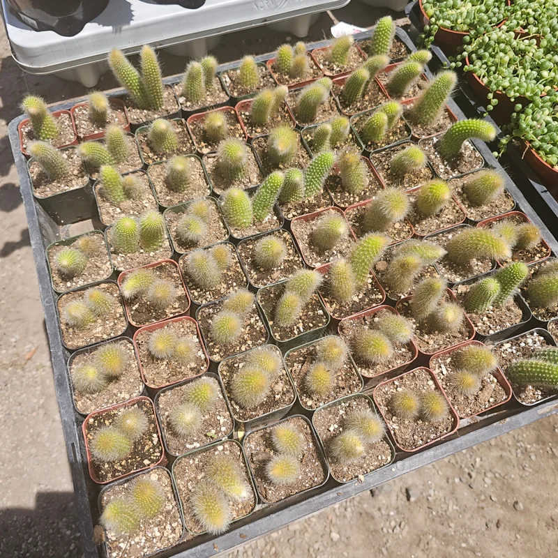 Monkey Tail Cactus Live Plant – 2in or 4in Pot – Unique Succulent - Image 3