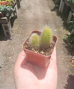 Monkey Tail Cactus Live Plant – 2in or 4in Pot – Unique Succulent - Image 4
