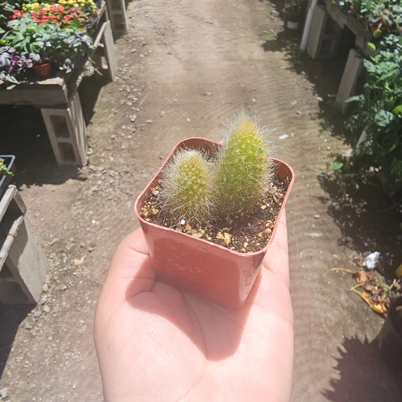 Monkey Tail Cactus Live Plant – 2in or 4in Pot – Unique Succulent - Image 4