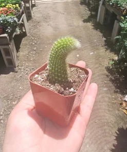 Monkey Tail Cactus Live Plant – 2in or 4in Pot – Unique Succulent - Image 5