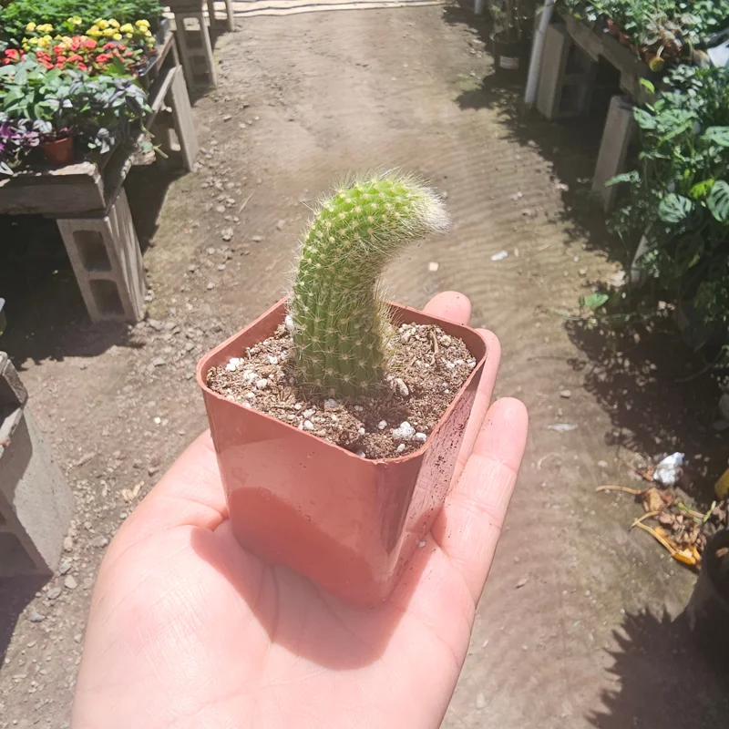 Monkey Tail Cactus Live Plant – 2in or 4in Pot – Unique Succulent - Image 5