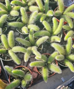 Monkey Tail Cactus Live Plant – 2in or 4in Pot – Unique Succulent - Image 6