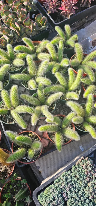 Monkey Tail Cactus Live Plant – 2in or 4in Pot – Unique Succulent - Image 6