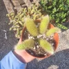Monkey Tail Cactus Live Plant – 2in or 4in Pot – Unique Succulent - Image 1