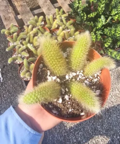 Monkey Tail Cactus Live Plant – 2in or 4in Pot – Unique Succulent - Image 1