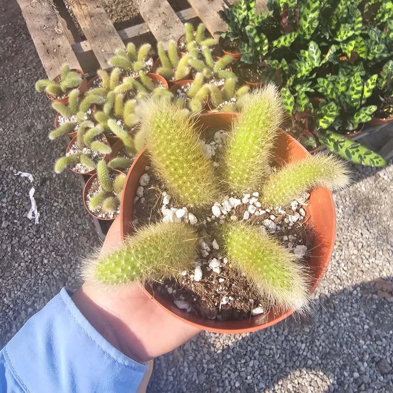 Monkey Tail Cactus Live Plant – 2in or 4in Pot – Unique Succulent - Image 1