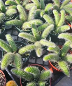 Monkey Tail Cactus Live Plant – 2in or 4in Pot – Unique Succulent - Image 7