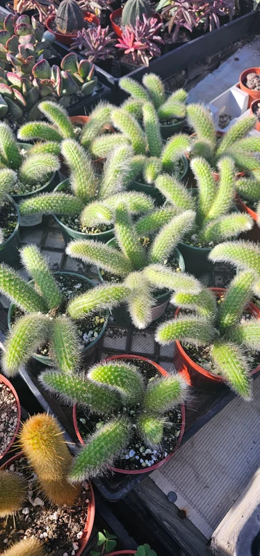 Monkey Tail Cactus Live Plant – 2in or 4in Pot – Unique Succulent - Image 7