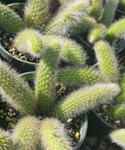 Monkey Tail Cactus Live Plant – 2in or 4in Pot – Unique Succulent - Image 8