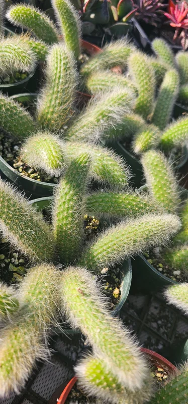 Monkey Tail Cactus Live Plant – 2in or 4in Pot – Unique Succulent - Image 8