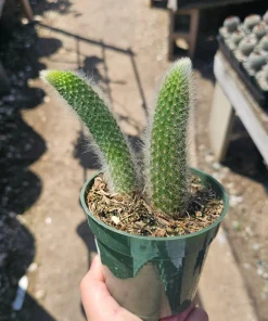 Monkey Tail Cactus Live Plant – 2in or 4in Pot – Unique Succulent - Image 9
