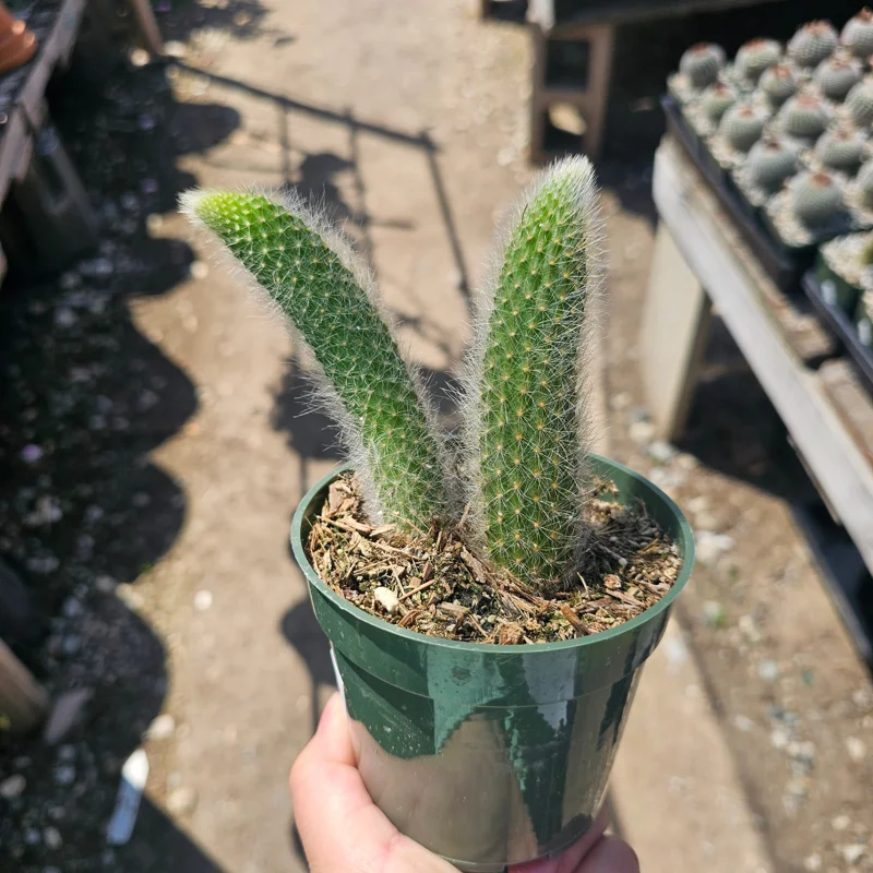 Monkey Tail Cactus Live Plant – 2in or 4in Pot – Unique Succulent - Image 9