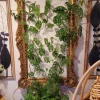 Monstera Adansonii Live Plant – Rooted Cuttings with Pot – Indoor Aroid - Image 1