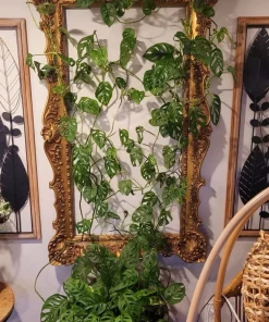 Monstera Adansonii Live Plant – Rooted Cuttings with Pot – Indoor Aroid - Image 1