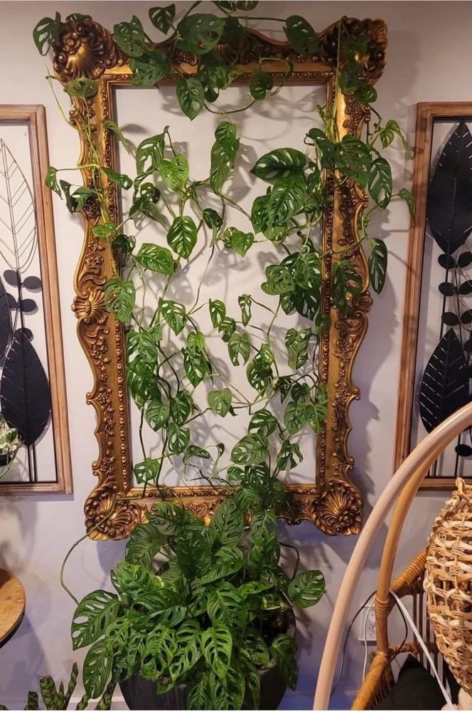 Monstera Adansonii Live Plant – Rooted Cuttings with Pot – Indoor Aroid - Image 1