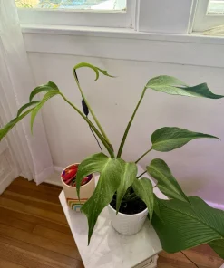 Monstera Burle Marx Flame Live Plant – Rare Aroid Houseplant - Image 2