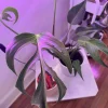 Monstera Burle Marx Flame Live Plant – Rare Aroid Houseplant - Image 1