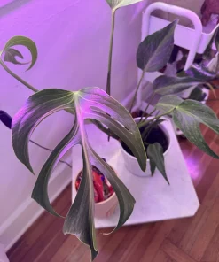 Monstera Burle Marx Flame Live Plant – Rare Aroid Houseplant - Image 1