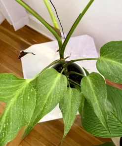 Monstera Burle Marx Flame Live Plant – Rare Aroid Houseplant - Image 3