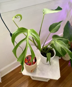 Monstera Burle Marx Flame Live Plant – Rare Aroid Houseplant - Image 4