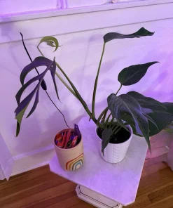 Monstera Burle Marx Flame Live Plant – Rare Aroid Houseplant - Image 5