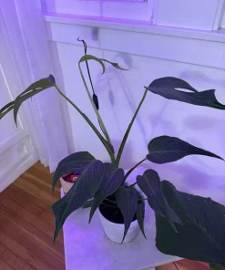 Monstera Burle Marx Flame Live Plant – Rare Aroid Houseplant - Image 6