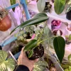 Monstera Burle Marx Flame Live Plant – Rare Split Leaf Aroid Houseplant Indoor - Image 1
