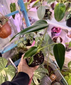 Monstera Burle Marx Flame Live Plant – Rare Split Leaf Aroid Houseplant Indoor - Image 1