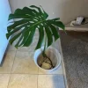 Monstera Deliciosa Cutting with Roots – Live Plant – Large Leaf – Indoor - Image 1
