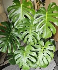 Monstera Deliciosa Cutting with Roots – Live Plant – Large Leaf – Indoor - Image 3