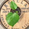 Monstera Deliciosa Live Plant - 4in Nursery Pot - Indoor Tropical Foliage - Image 1