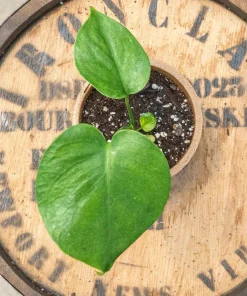 Monstera Deliciosa Live Plant - 4in Nursery Pot - Indoor Tropical Foliage - Image 1