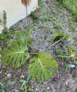 Monstera Deliciosa Live Plant – Huge Size Indoor Houseplant – Unpotted - Image 2