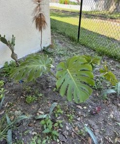 Monstera Deliciosa Live Plant – Huge Size Indoor Houseplant – Unpotted - Image 3