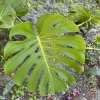 Monstera Deliciosa Live Plant – Huge Size Indoor Houseplant – Unpotted - Image 1