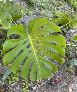 Monstera Deliciosa Live Plant – Huge Size Indoor Houseplant – Unpotted - Image 1