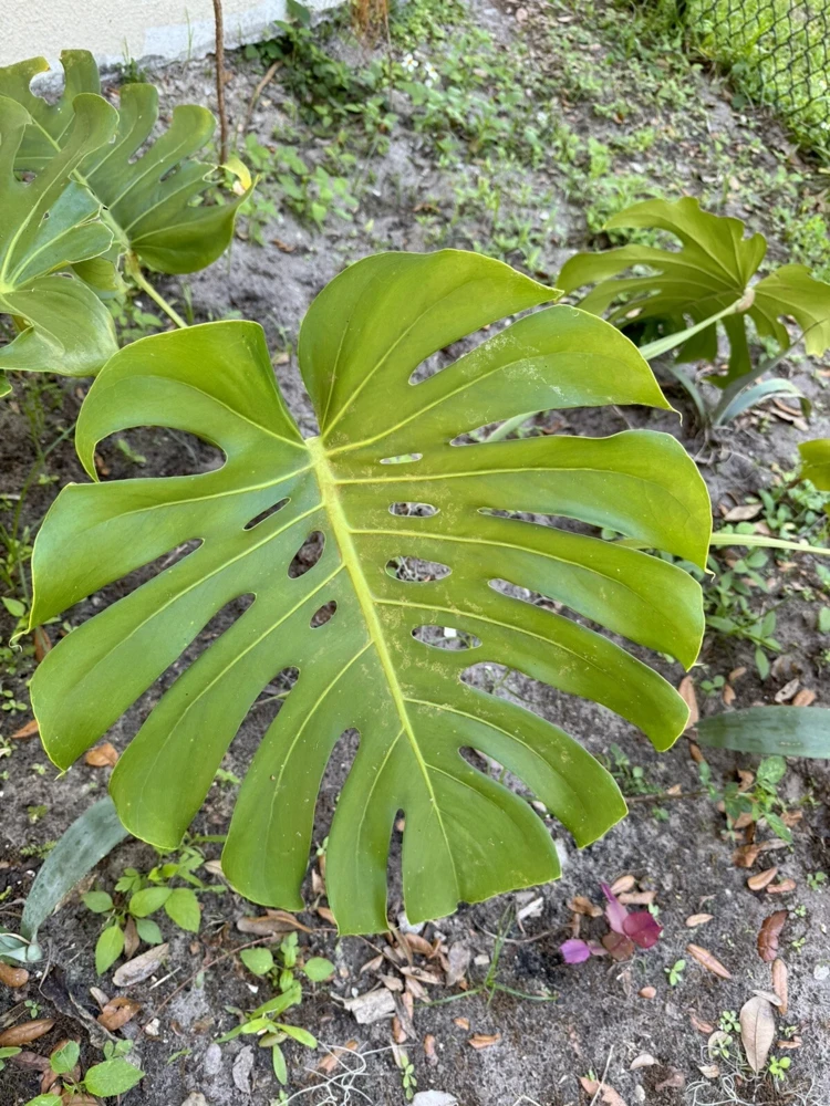 Monstera Deliciosa Live Plant – Huge Size Indoor Houseplant – Unpotted - Image 1