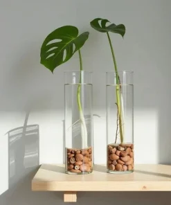 Monstera Deliciosa Live Plant - Iconic Split-Leaf Philodendron - Indoor Houseplant - Image 1