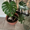 Monstera Deliciosa Live Plant – Large 12 inch Pot – Indoor Tropical Houseplant - Image 1