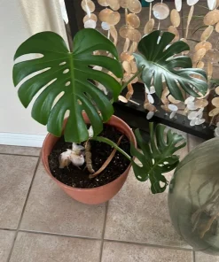 Monstera Deliciosa Live Plant – Large 12 inch Pot – Indoor Tropical Houseplant - Image 1