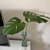 Monstera deliciosa Live Plant - Potted Swiss Cheese Houseplant for Indoors - Image 1