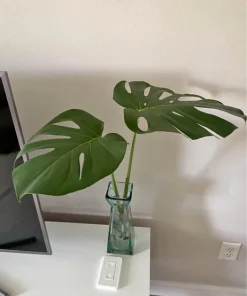 Monstera deliciosa Live Plant - Potted Swiss Cheese Houseplant for Indoors - Image 1