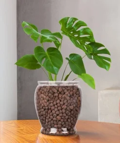 Monstera Deliciosa Live Plant - Swiss Cheese Houseplant for Indoor Decor - Image 2