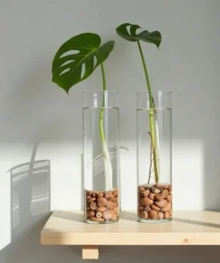 Monstera Deliciosa Live Plant - Swiss Cheese Houseplant for Indoor Decor - Image 1