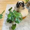 Monstera Deliciosa Live Plant - Swiss Cheese Indoor Houseplant - Image 1