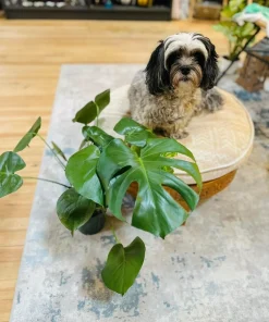 Monstera Deliciosa Live Plant - Swiss Cheese Indoor Houseplant - Image 1